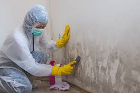 Best Mold Damage Restoration  in North Granby, CT